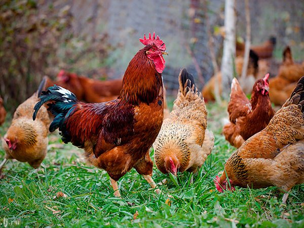 Породы куриц | ЗооТом - продажа, вязка и услуги для животных в Выборге