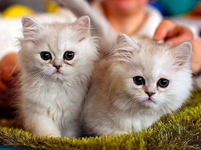 Породы кошек в Выборге | ЗооТом портал о животных