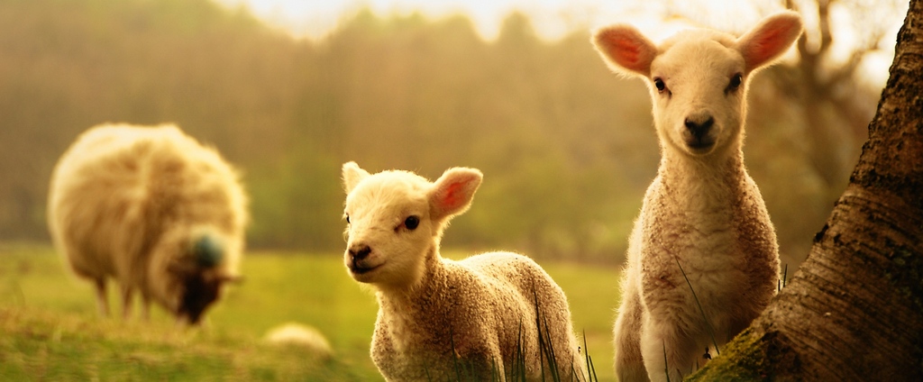 Объявления о сельскохозяйственных животных | ЗооТом - продажа, вязка и услуги для животных в Выборге
