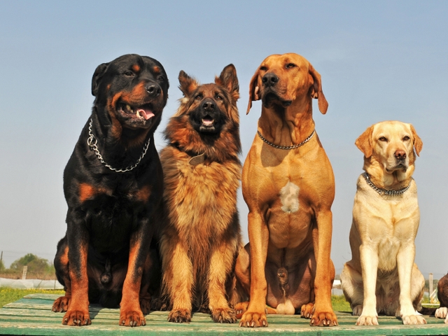 Крупные породы собак в Выборге | ЗооТом портал о животных