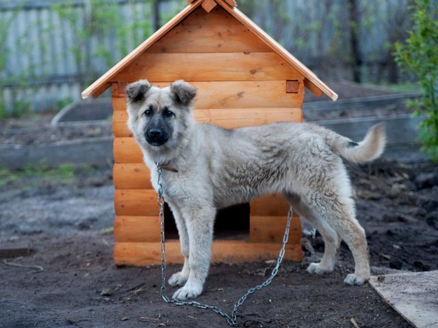 Все о собаках в Выборге Все о собаках в Выборге